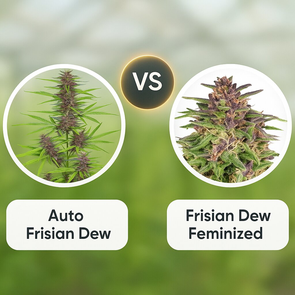 Auto Frisian Dew (Dutch Passion) vs Frisian Dew (Dutch Passion) porównanie nasion konopi