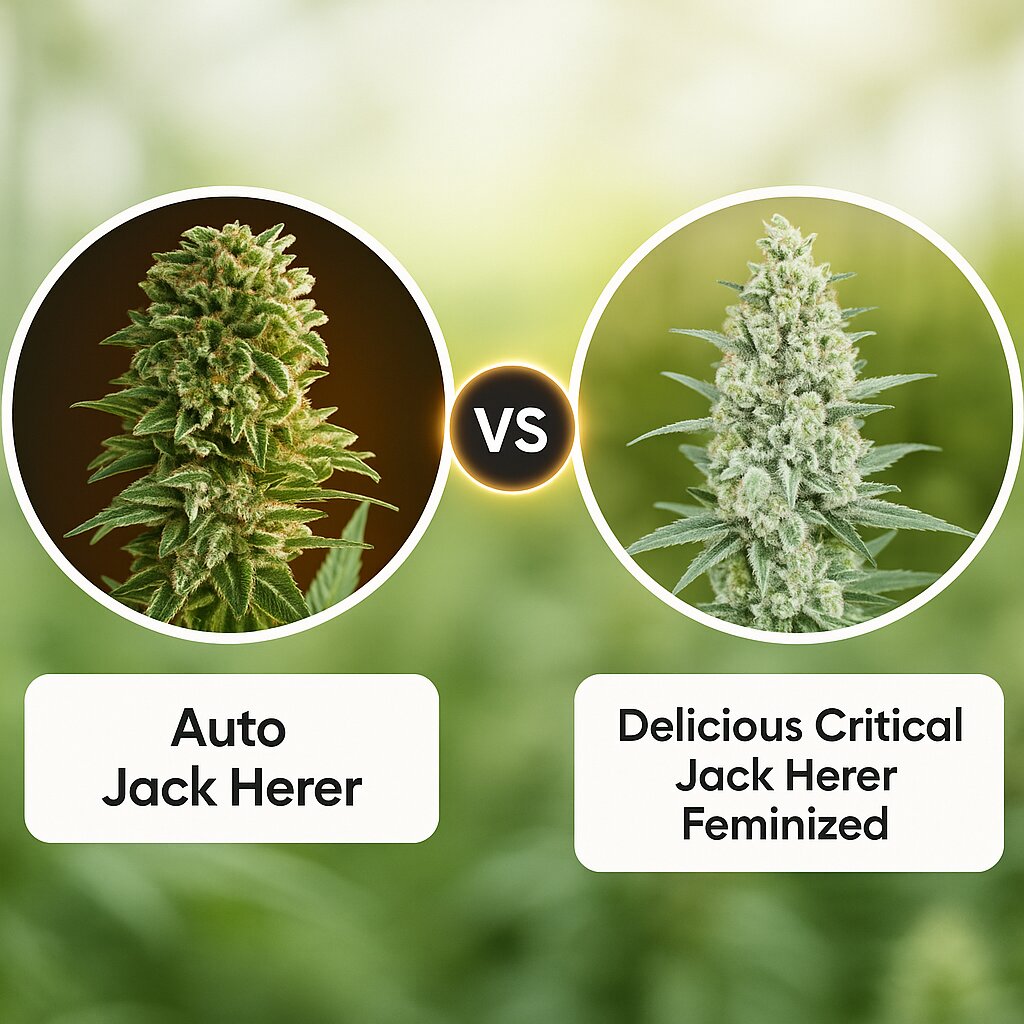 Auto Jack Herer (Advanced Seeds) vs Delicious Critical Jack Herer (Delicious Seeds) porównanie nasion konopi
