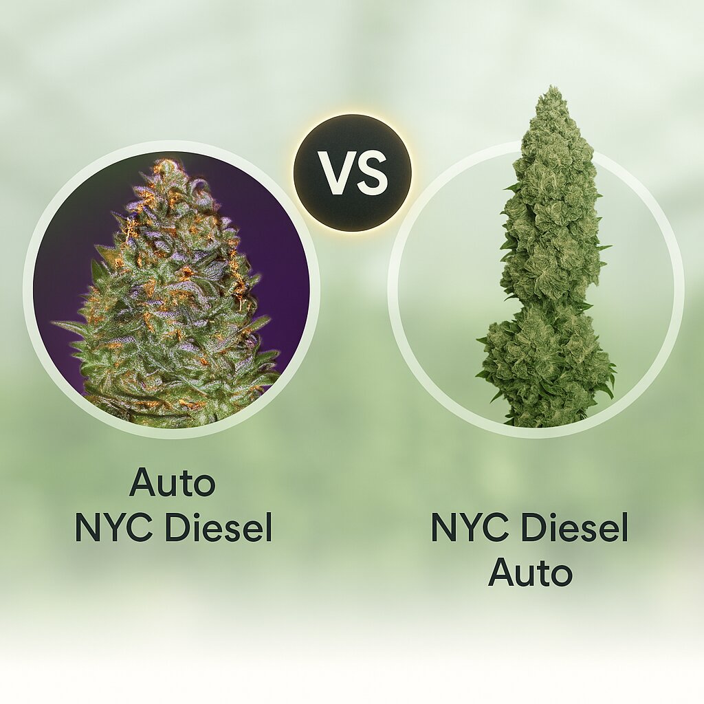 Auto NYC Diesel (Advanced Seeds) vs NYC Diesel Auto (Barneys Farm) porównanie nasion konopi