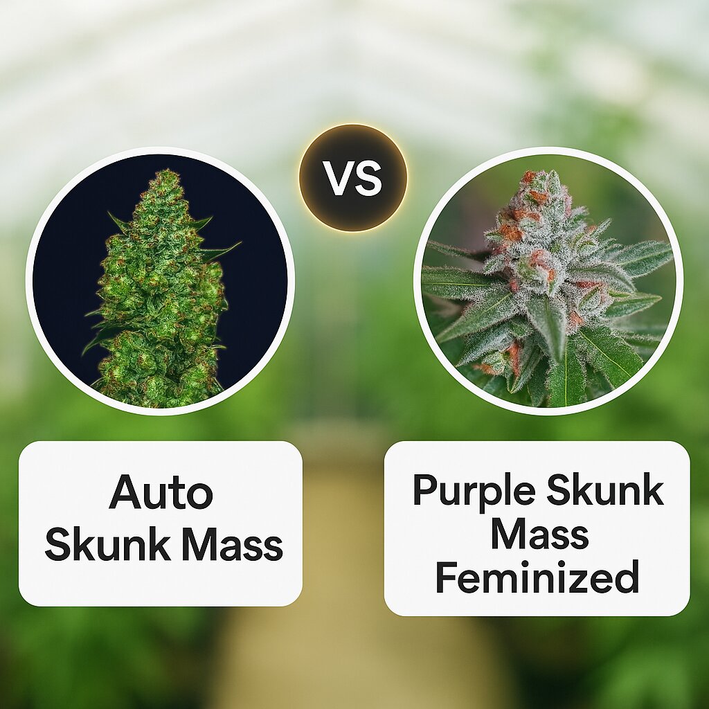 Auto Skunk Mass (Advanced Seeds) vs Purple Skunk Mass (Critical Mass Collective) porównanie nasion konopi