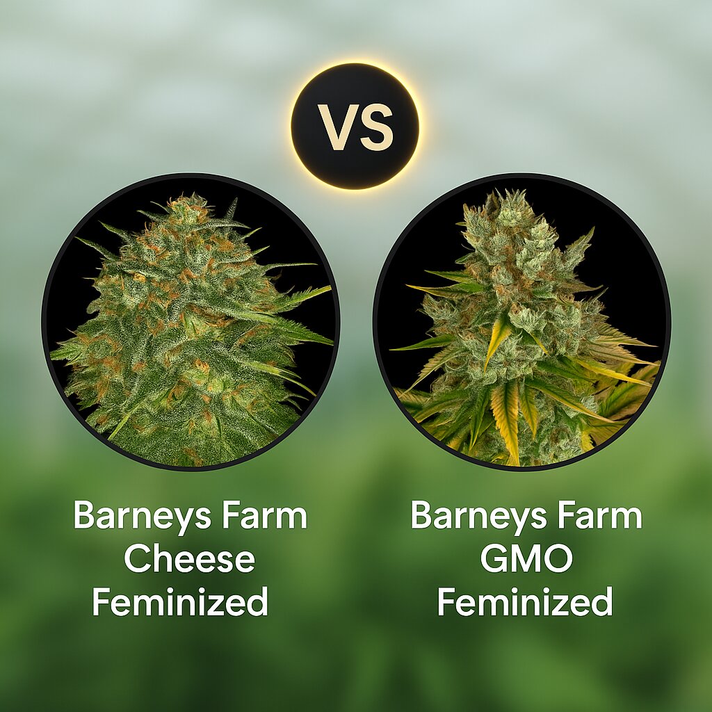 Barneys Farm Cheese (Barneys Farm) vs Barneys Farm GMO (Barneys Farm) porównanie nasion konopi