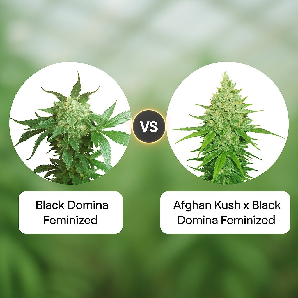 Black Domina (Sensi Seeds) vs Afghan Kush x Black Domina (World of Seeds) Porównanie nasion konopi