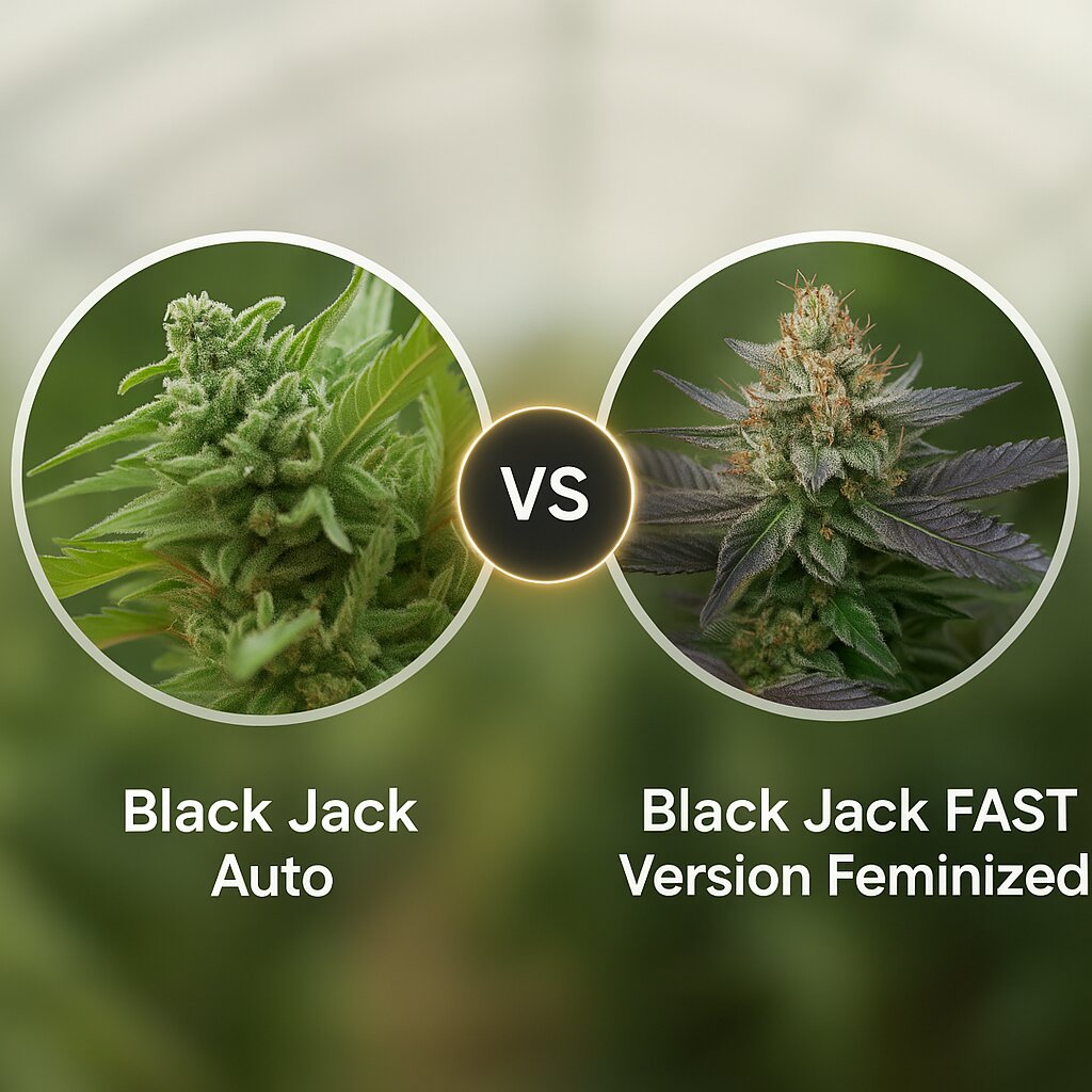 Black Jack Auto (Sweet Seeds) vs Black Jack FAST Version (Sweet Seeds) porównanie nasion konopi