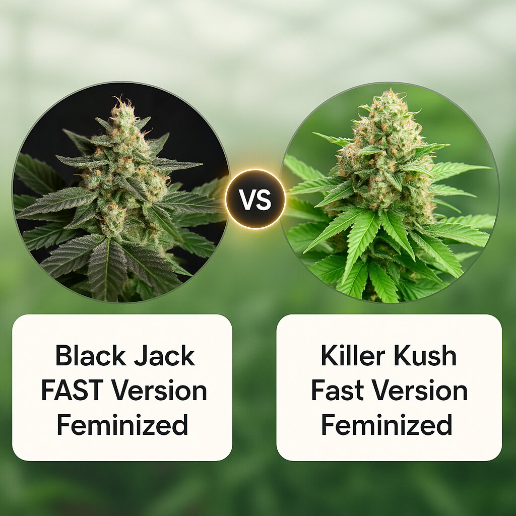 Black Jack FAST Version (Sweet Seeds) vs Killer Kush Fast Version (Sweet Seeds) porównanie nasion konopi