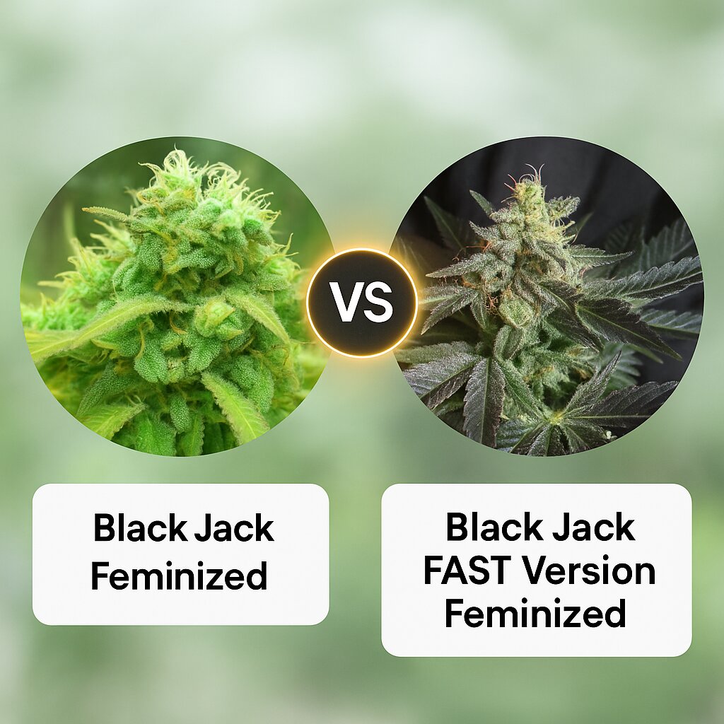Black Jack (Nirvana Seeds) vs Black Jack FAST Version (Sweet Seeds) porównanie nasion konopi