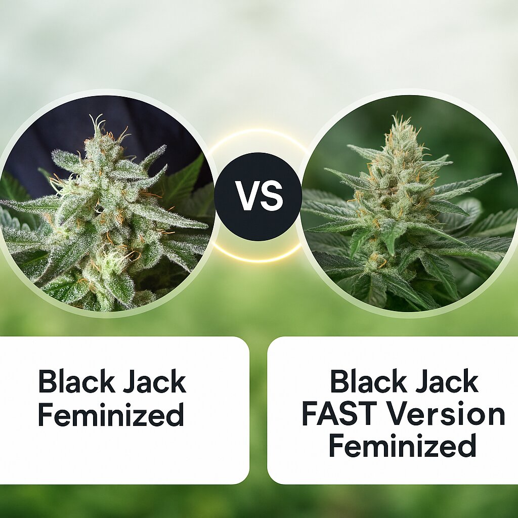 Black Jack (Sweet Seeds) vs Black Jack FAST Version (Sweet Seeds) porównanie nasion konopi