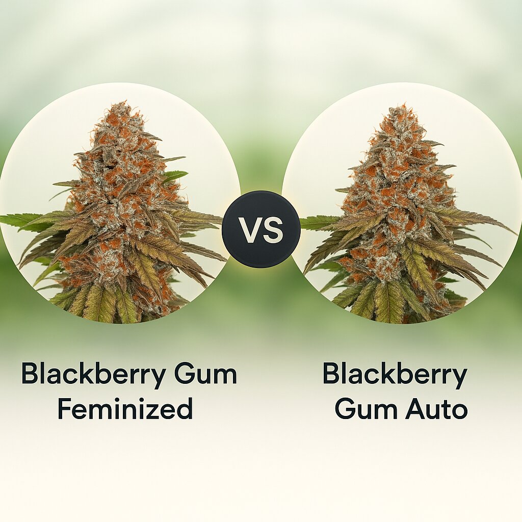 Blackberry Gum (Seed Stockers) vs Blackberry Gum Auto (Seed Stockers) porównanie nasion konopi