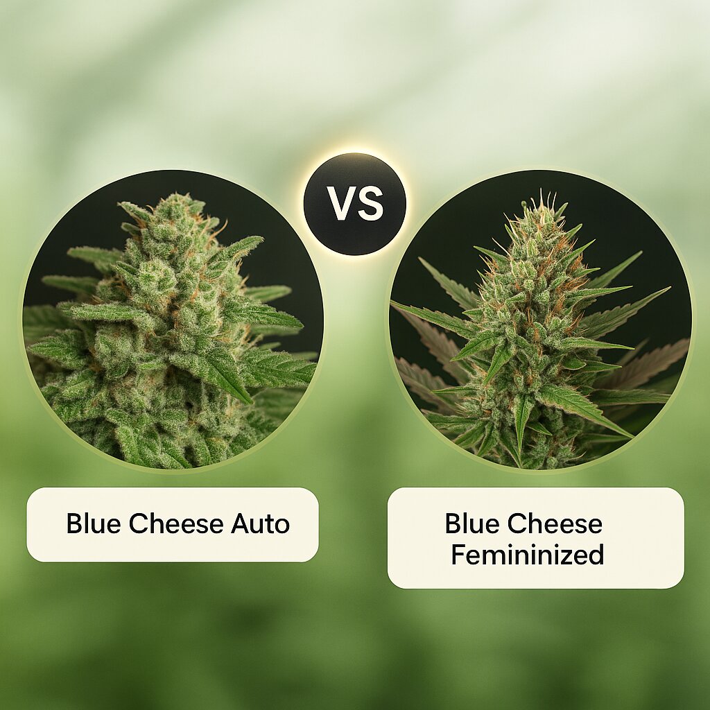 Blue Cheese Auto (Big Buddha Seeds) vs Blue Cheese (DinaFem Seeds) porównanie nasion konopi