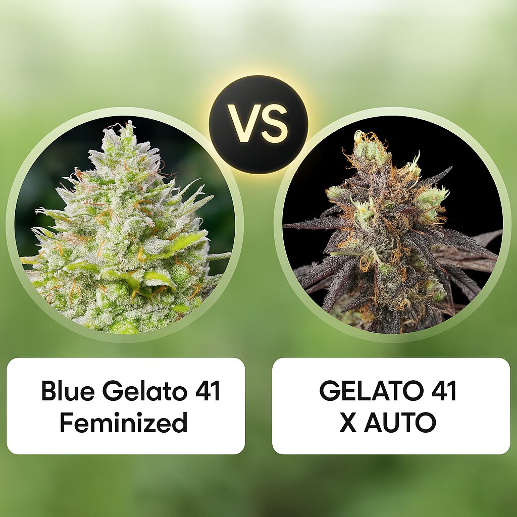 Blue Gelato 41 (Barneys Farm) vs GELATO 41 X AUTO (Greenhouse Seed Co) porównanie nasion konopi