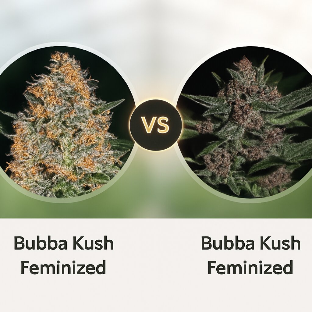 Bubba Kush (Barneys Farm) vs Bubba Kush (Greenhouse Seed Co) porównanie nasion konopi