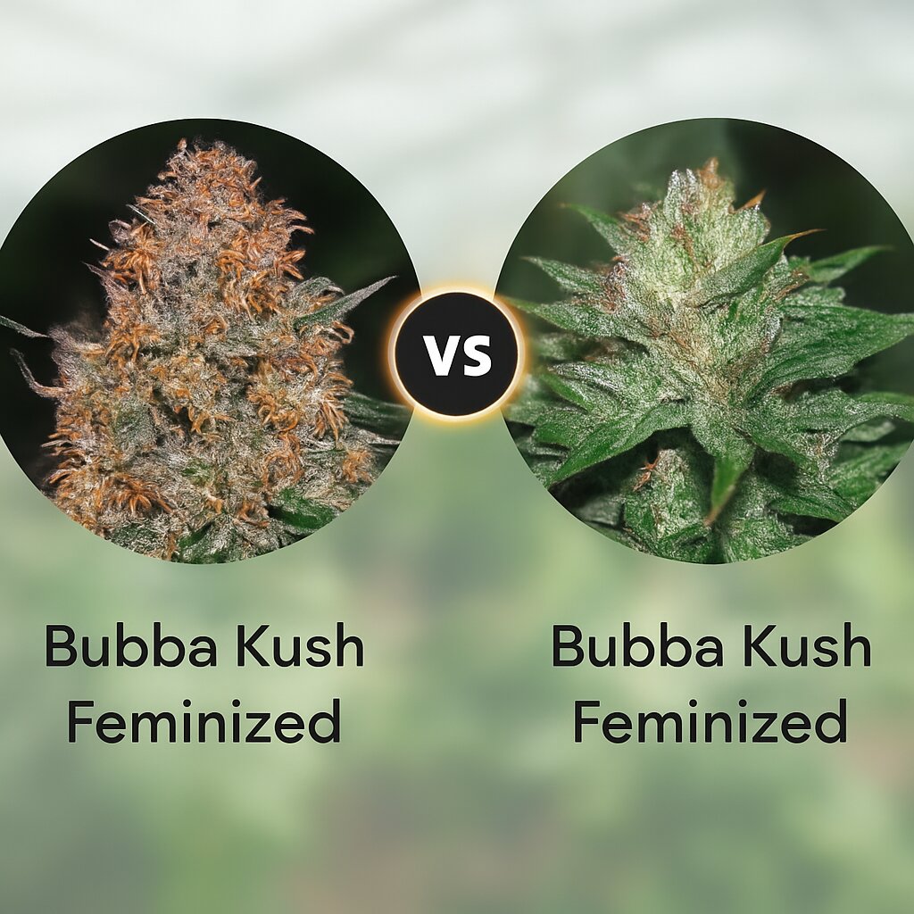 Bubba Kush (Barneys Farm) vs Bubba Kush (Humboldt Seed Organization) porównanie nasion konopi
