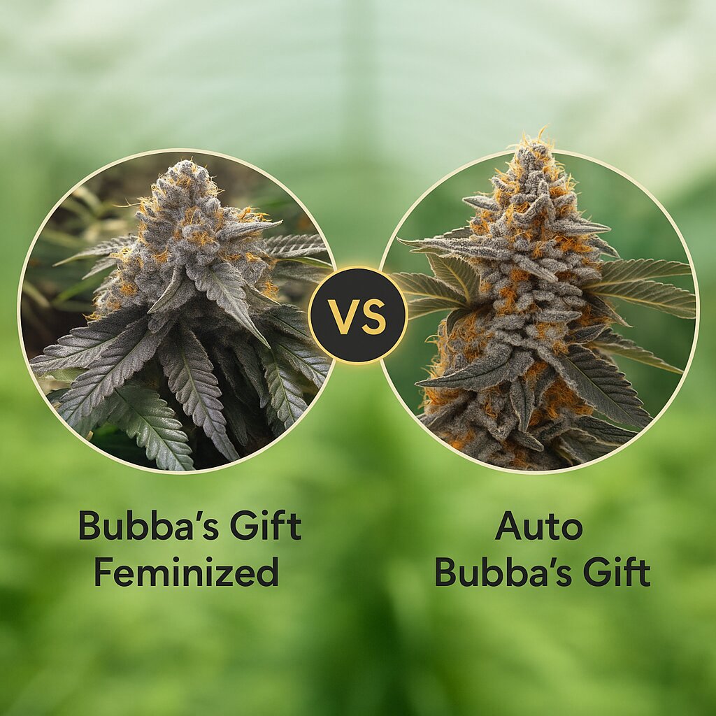 Bubba's Gift (Humboldt Seed Organization) vs Auto Bubba's Gift (00 Seeds) porównanie nasion konopi