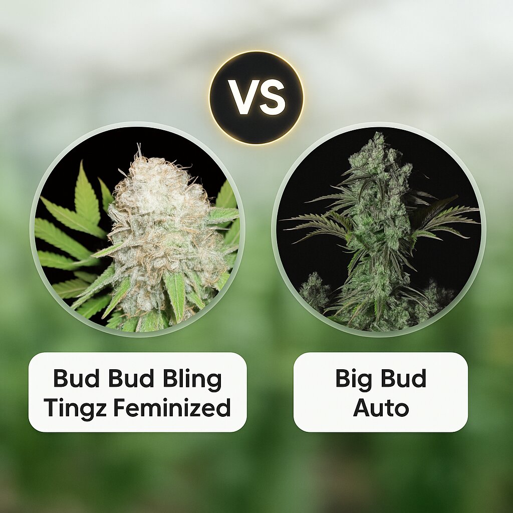 Bud Bud Bling Tingz (Dr Krippling) vs Big Bud Auto (FastBuds) porównanie nasion konopi