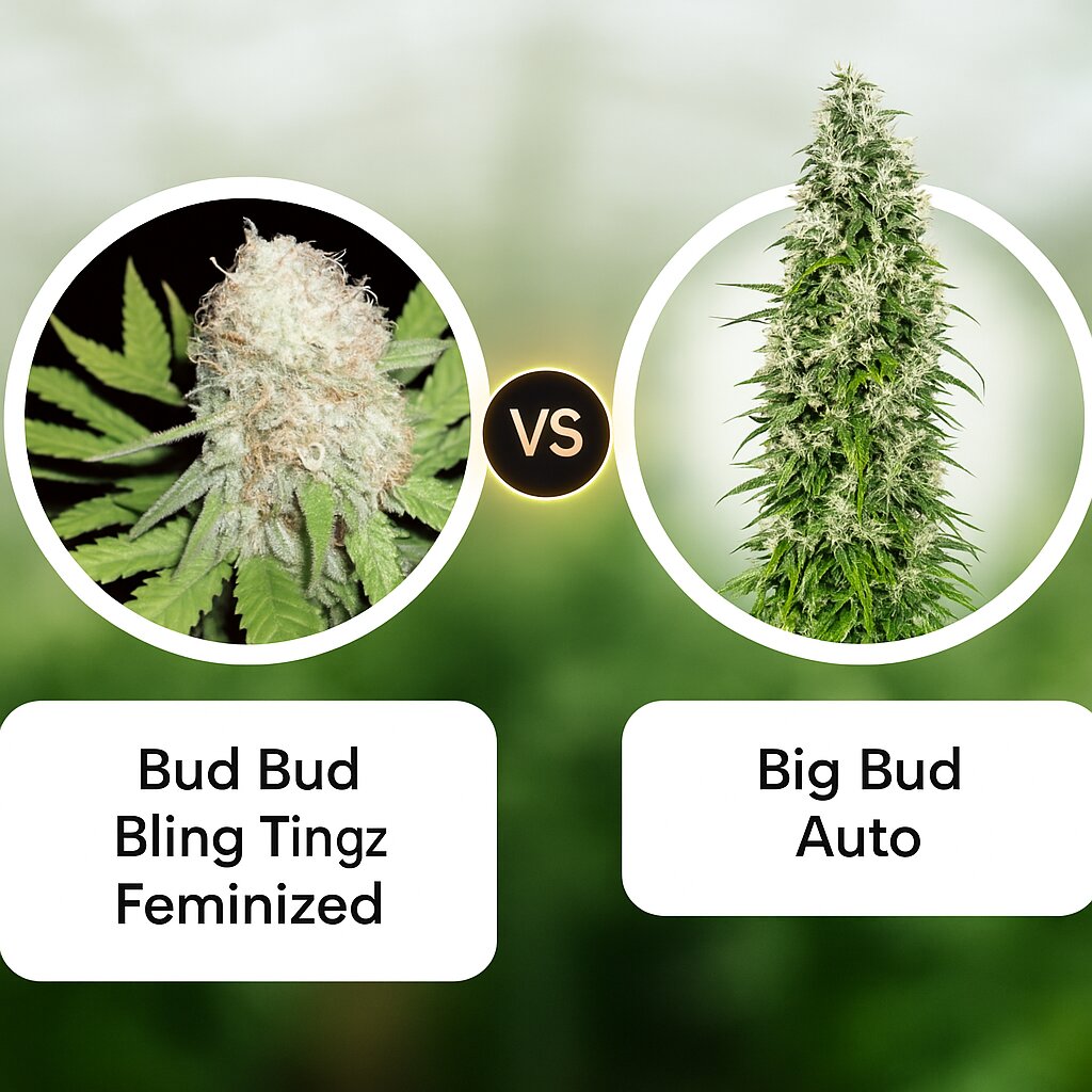 Bud Bud Bling Tingz (Dr Krippling) vs Big Bud Auto (Sensi Seeds) porównanie nasion konopi