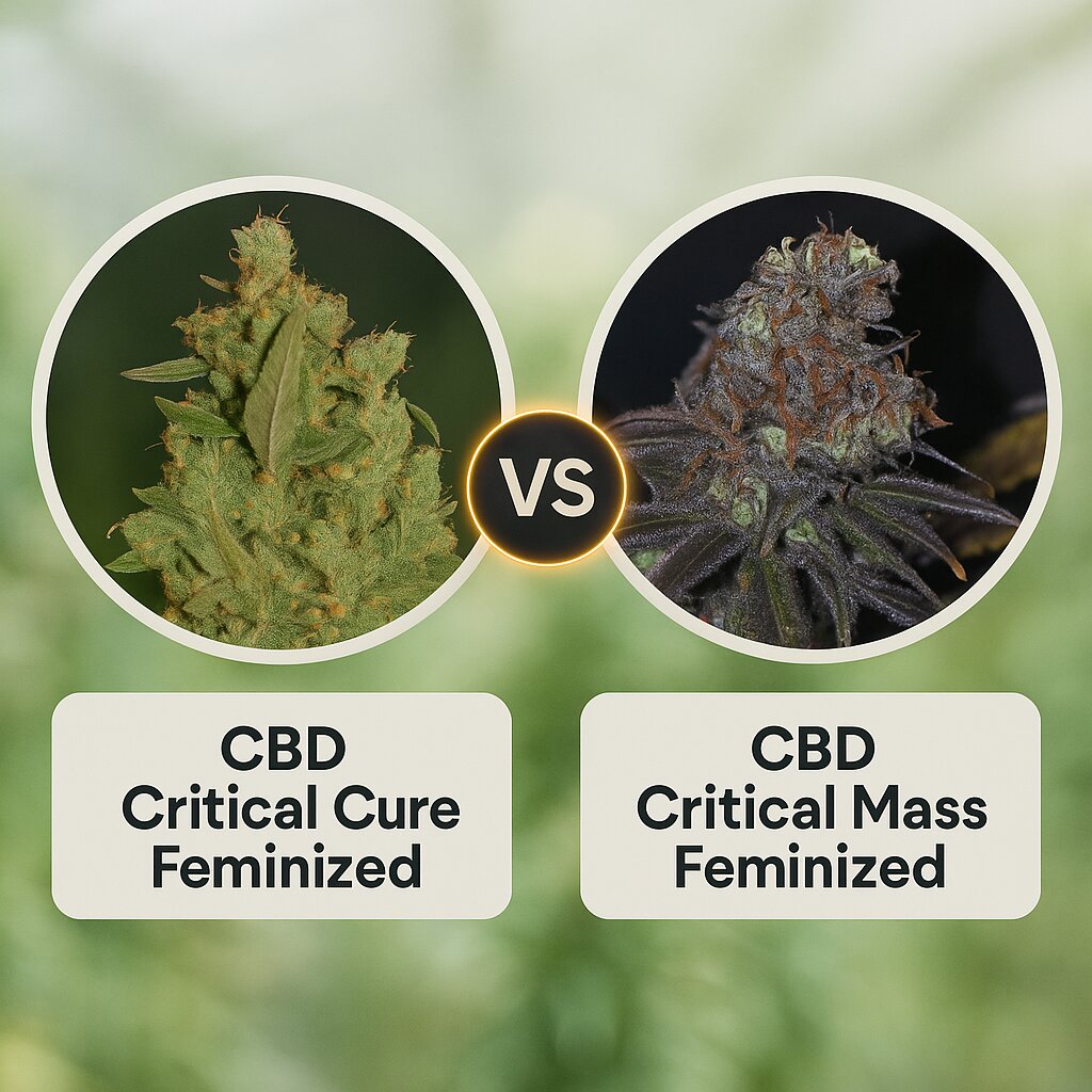 CBD Critical Cure (Barneys Farm) vs CBD Critical Mass (Seedsman) porównanie nasion konopi