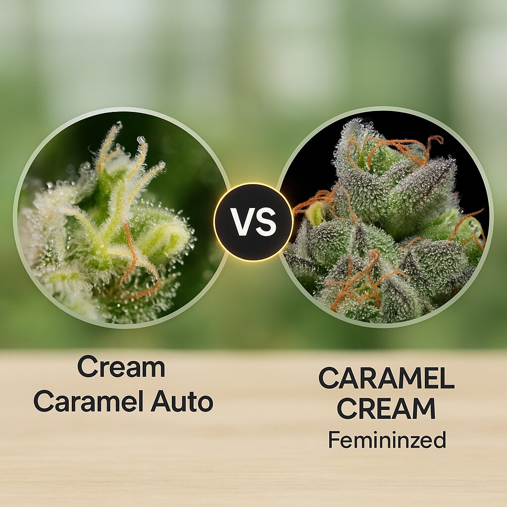 Cream Caramel Auto (Sweet Seeds) vs CARAMEL CREAM (Humboldt Seed Company) porównanie nasion konopi