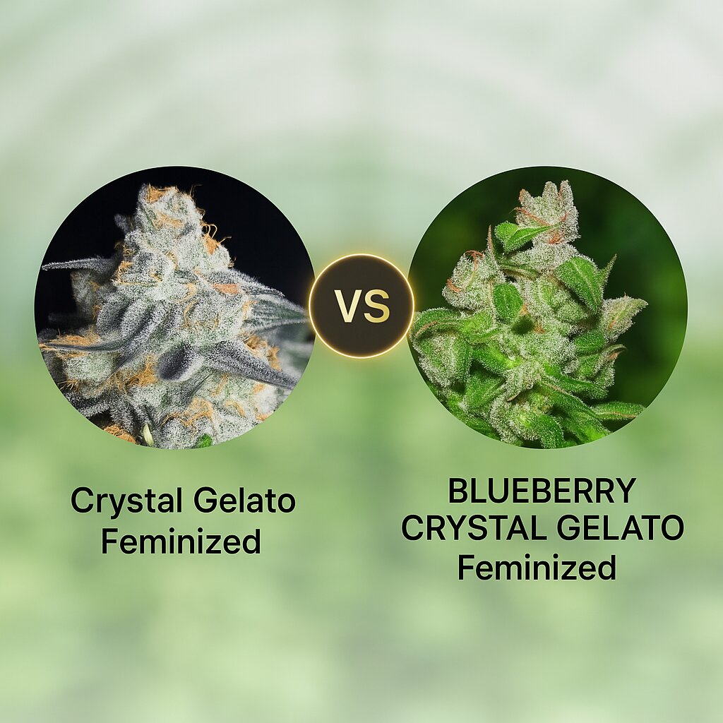 Crystal Gelato (Bighead Seeds) vs BLUEBERRY CRYSTAL GELATO (Bighead Seeds) Porównanie nasion konopi.