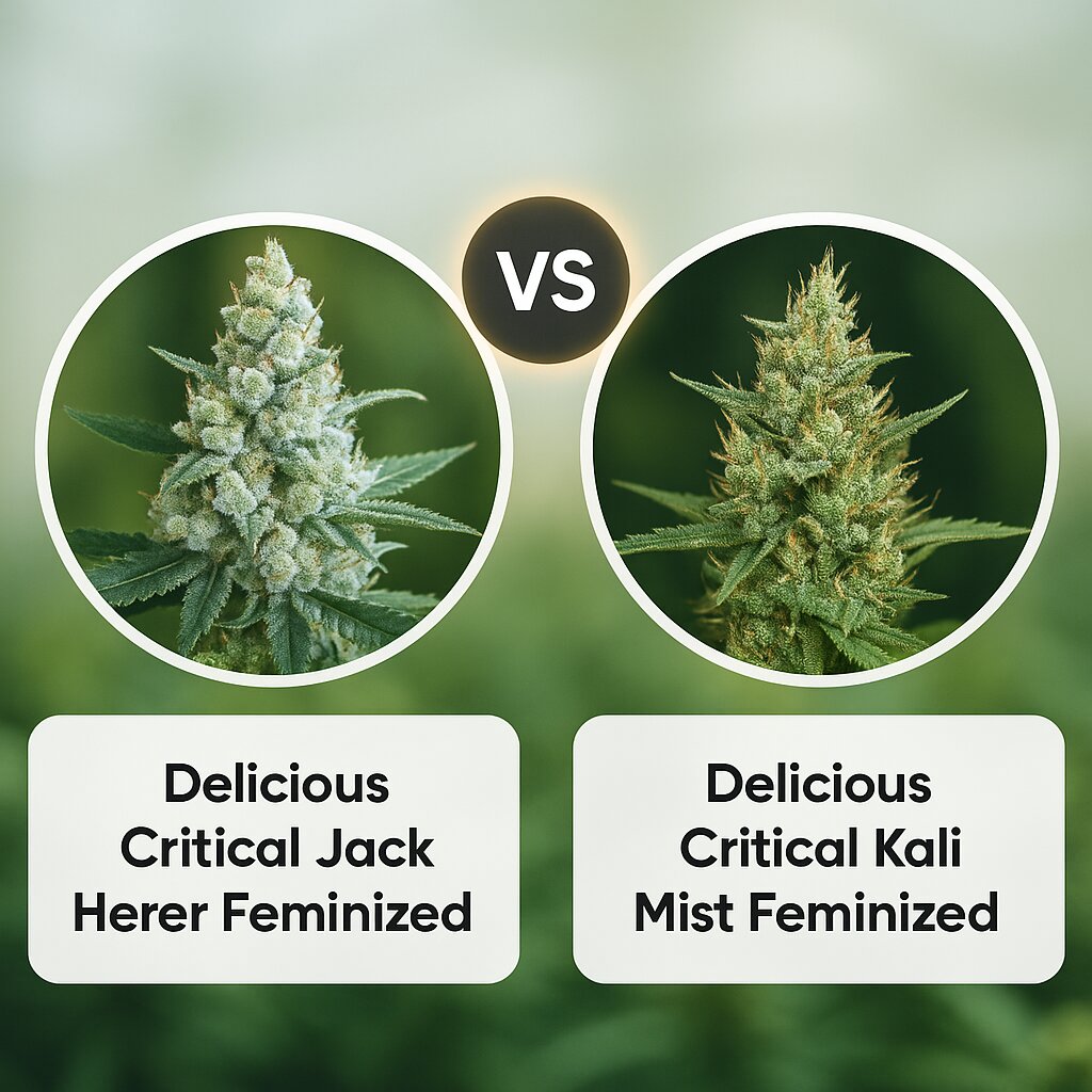 Delicious Critical Jack Herer (Delicious Seeds) vs Delicious Critical Kali Mist (Delicious Seeds) porównanie nasion konopi