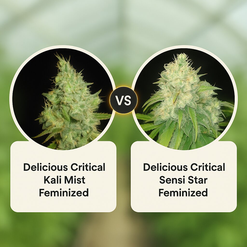 Delicious Critical Kali Mist (Delicious Seeds) vs Delicious Critical Sensi Star (Delicious Seeds) porównanie nasion konopi