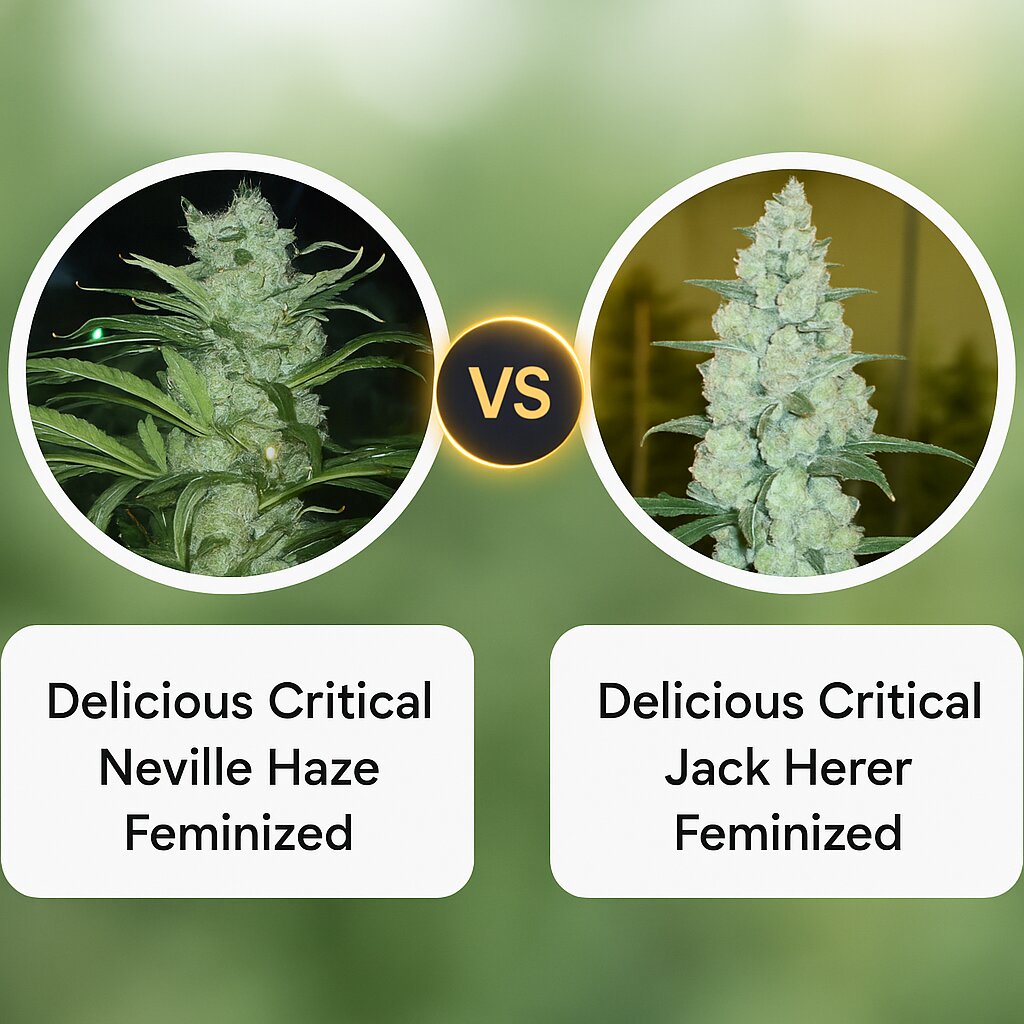 Delicious Critical Neville Haze (Delicious Seeds) vs Delicious Critical Jack Herer (Delicious Seeds) porównanie nasion konopi