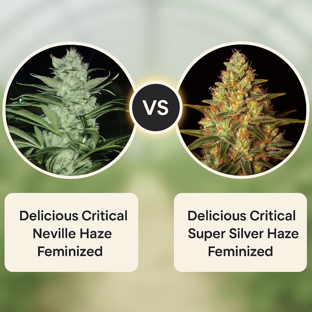 Delicious Critical Neville Haze (Delicious Seeds) vs Delicious Critical Super Silver Haze (Delicious Seeds) porównanie nasion konopi