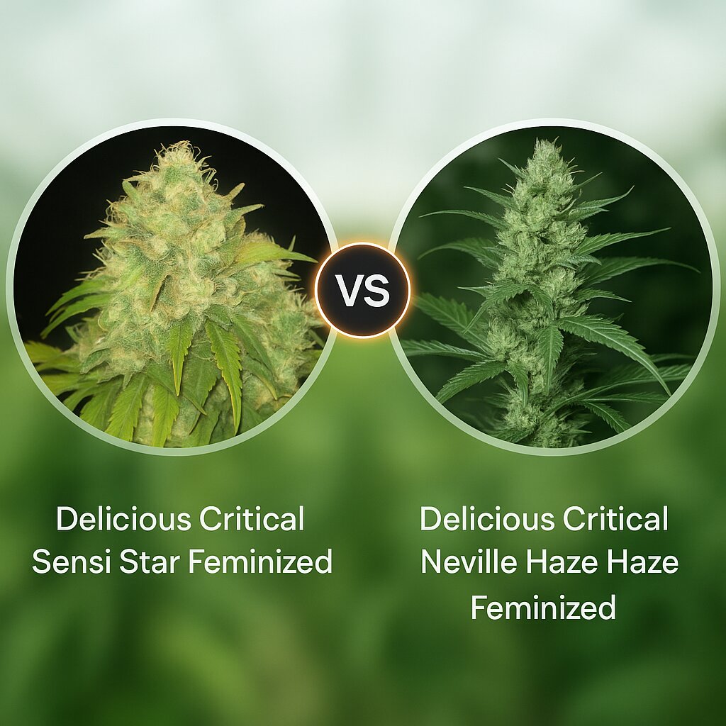 Delicious Critical Sensi Star (Delicious Seeds) vs Delicious Critical Neville Haze (Delicious Seeds) porównanie nasion konopi