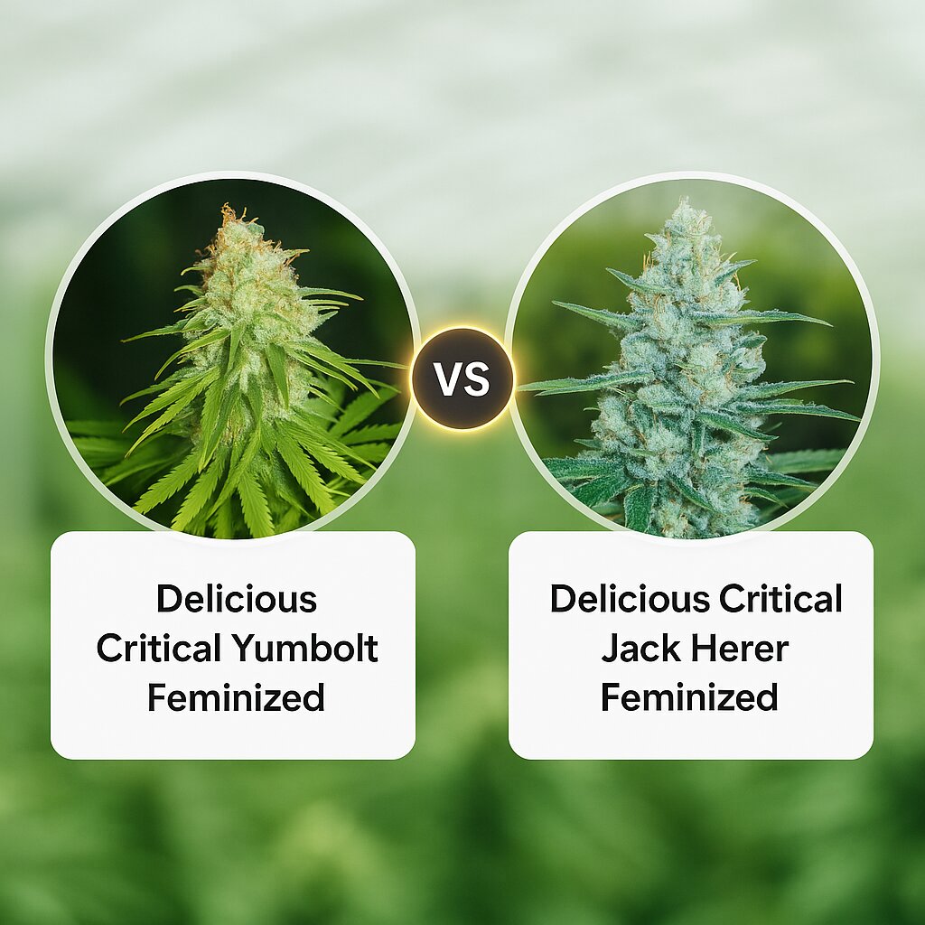 Delicious Critical Yumbolt (Delicious Seeds) vs Delicious Critical Jack Herer (Delicious Seeds) porównanie nasion konopi