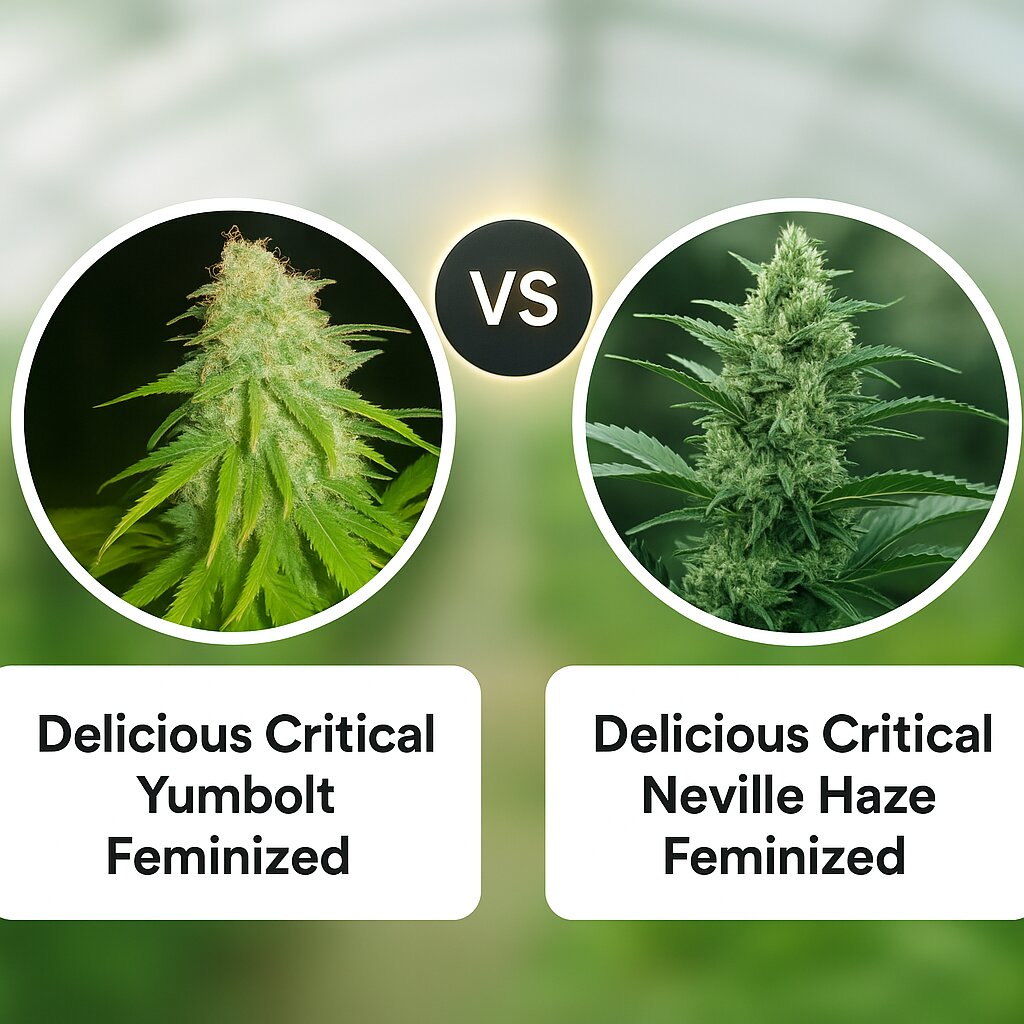 Delicious Critical Yumbolt (Delicious Seeds) vs Delicious Critical Neville Haze (Delicious Seeds) porównanie nasion konopi
