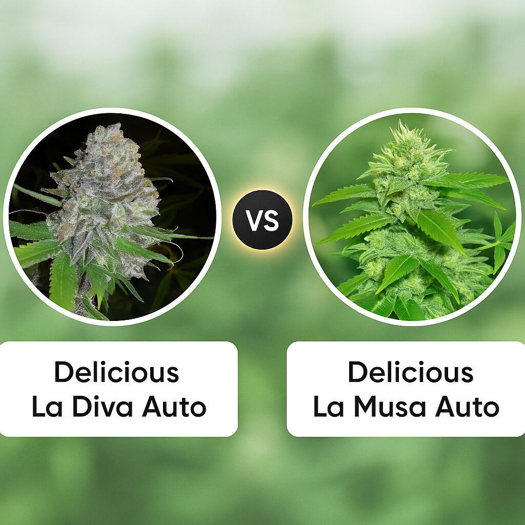 Delicious La Diva Auto (Delicious Seeds) vs Delicious La Musa Auto (Delicious Seeds) porównanie nasion konopi