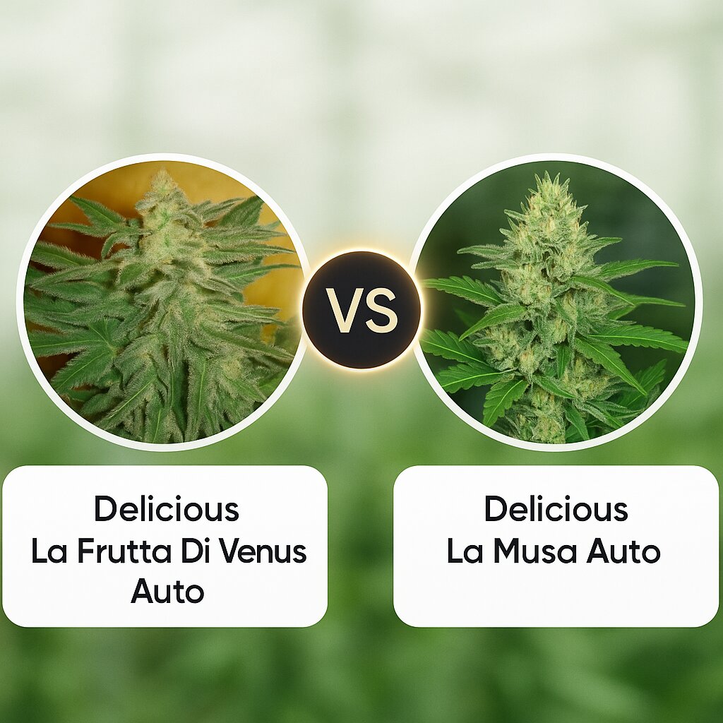 Delicious La Frutta Di Venus Auto (Delicious Seeds) vs Delicious La Musa Auto (Delicious Seeds) porównanie nasion konopi