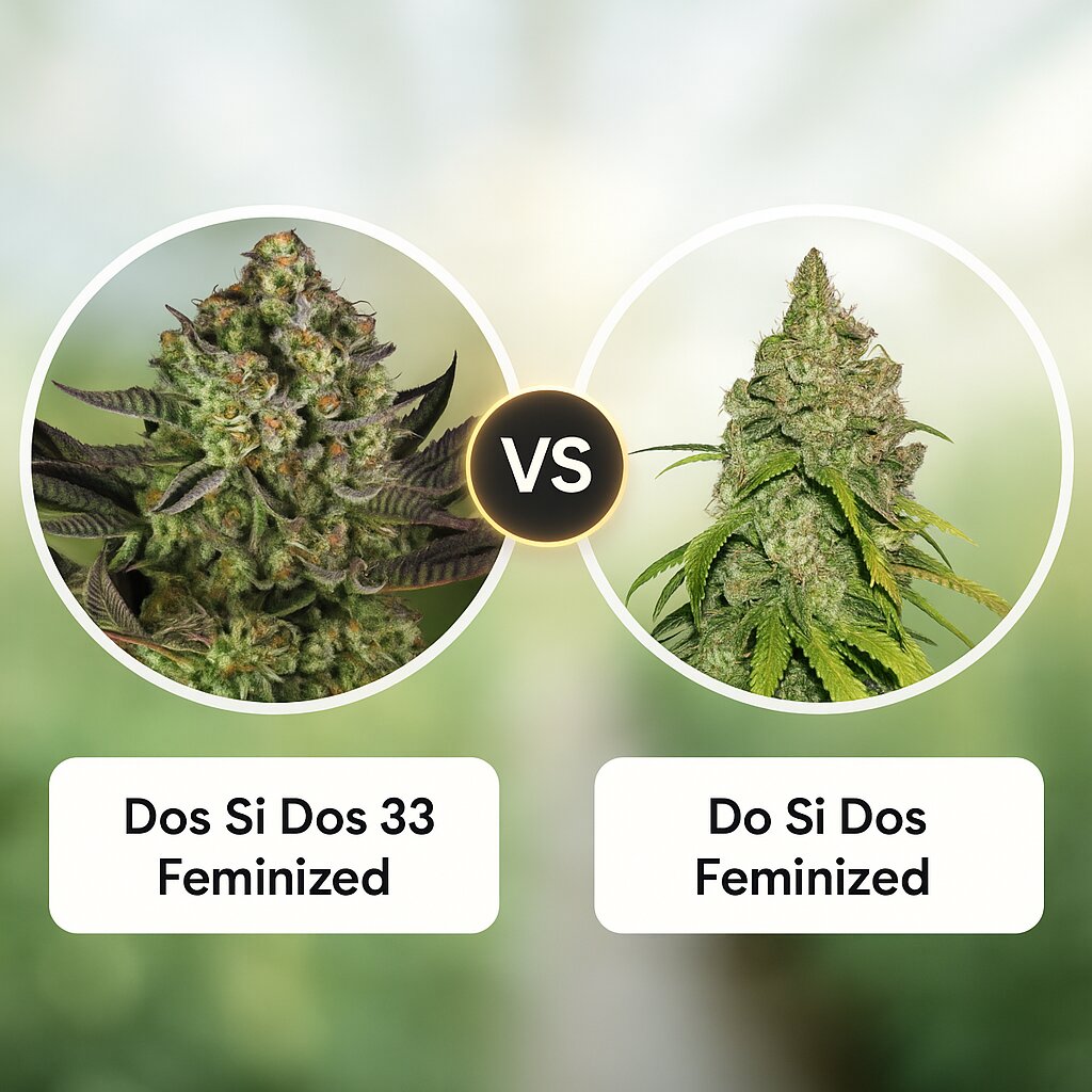 Dos Si Dos 33 (Barneys Farm) vs Do Si Dos (Seed Stockers) Porównanie nasion konopi