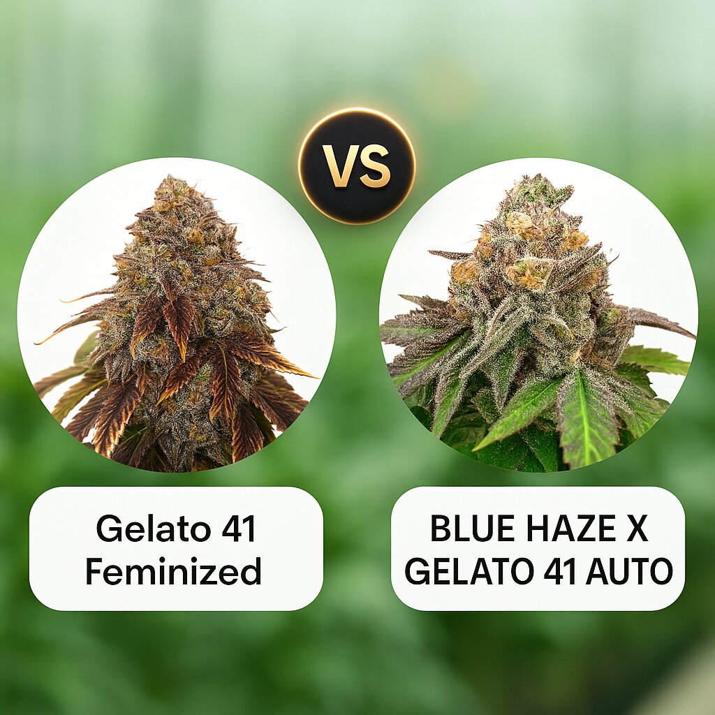 Gelato 41 (Seed Stockers) vs BLUE HAZE X GELATO 41 AUTO (Greenhouse Seed Co) porównanie nasion konopi