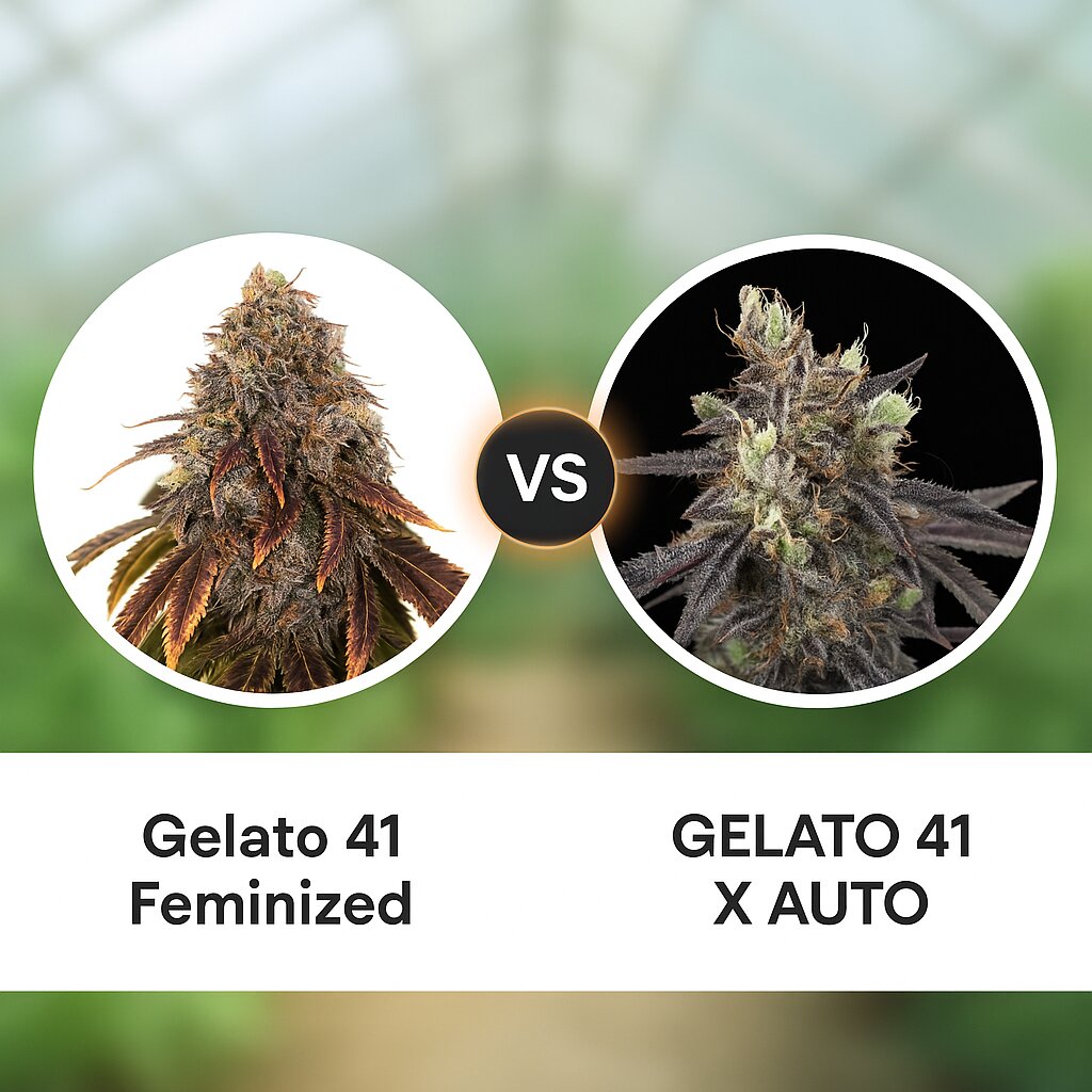 Gelato 41 (Seed Stockers) vs GELATO 41 X AUTO (Greenhouse Seed Co) porównanie nasion konopi