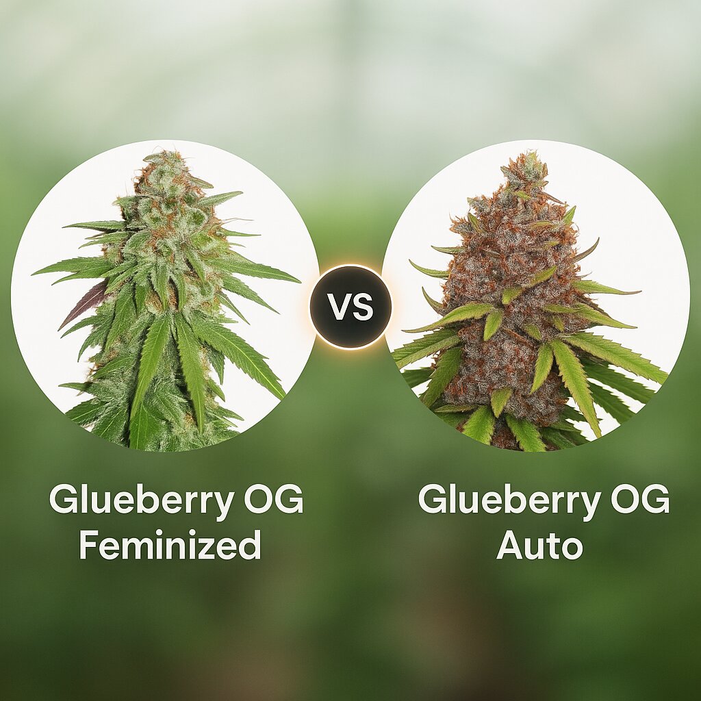 Glueberry OG (Dutch Passion) vs Glueberry OG Auto (Dutch Passion) porównanie nasion konopi