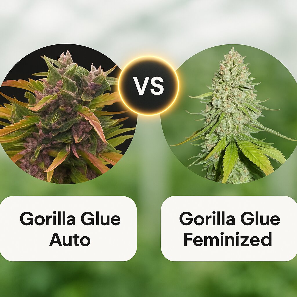Gorilla Glue Auto (Barneys Farm) vs Gorilla Glue (Seed Stockers) porównanie nasion konopi