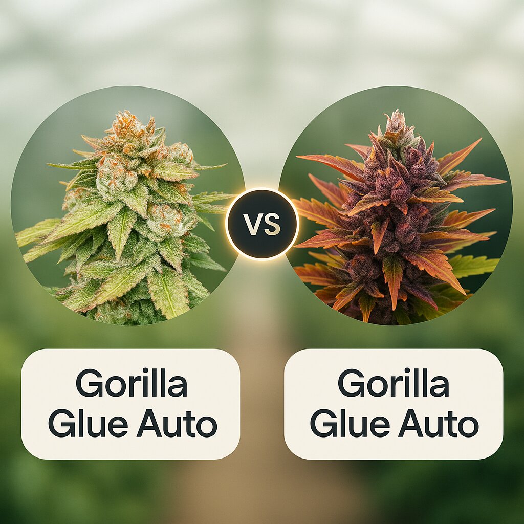 Gorilla Glue Auto (Seed Stockers) vs Gorilla Glue Auto (Barneys Farm) porównanie nasion konopi