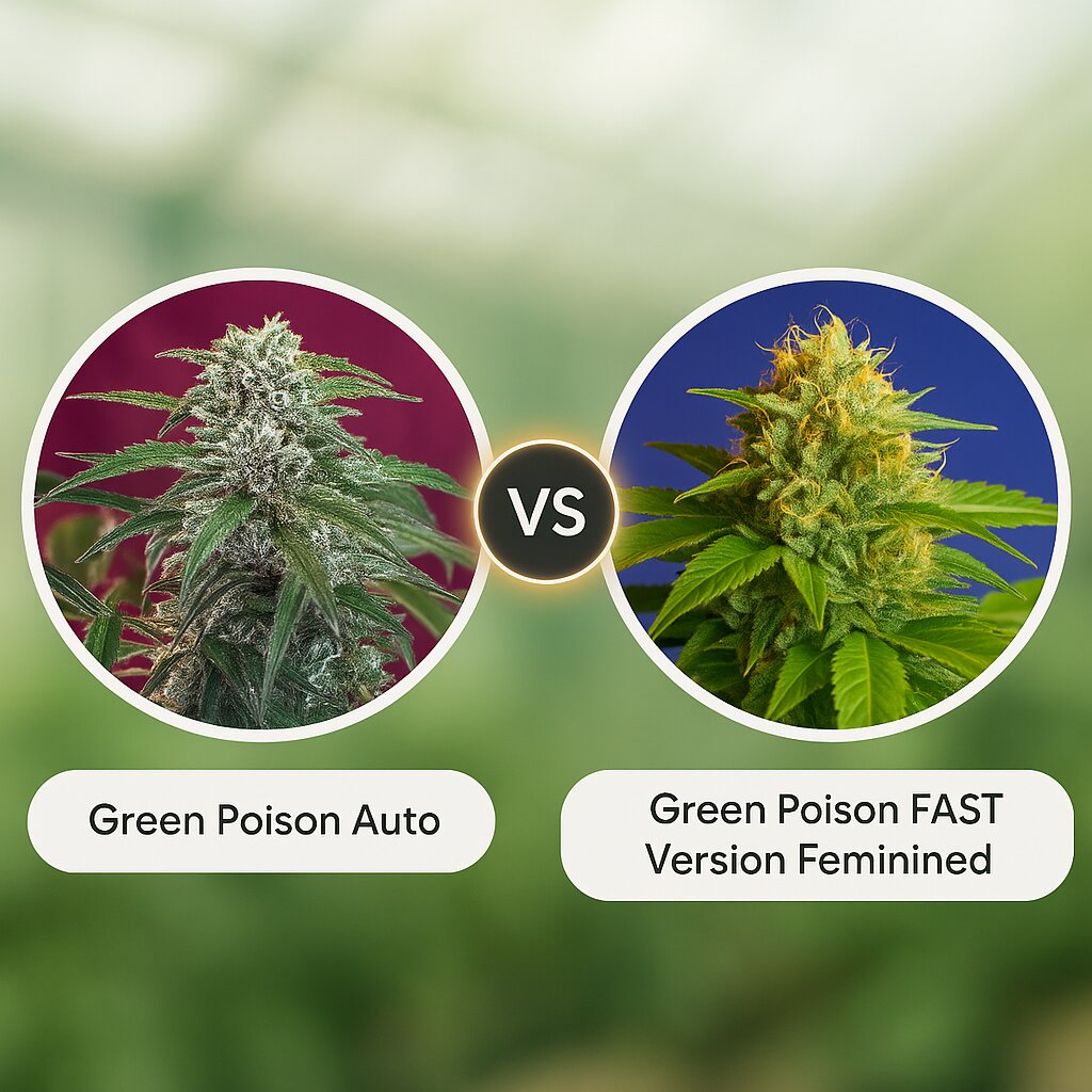 Green Poison Auto (Sweet Seeds) vs Green Poison FAST Version (Sweet Seeds) porównanie nasion konopi