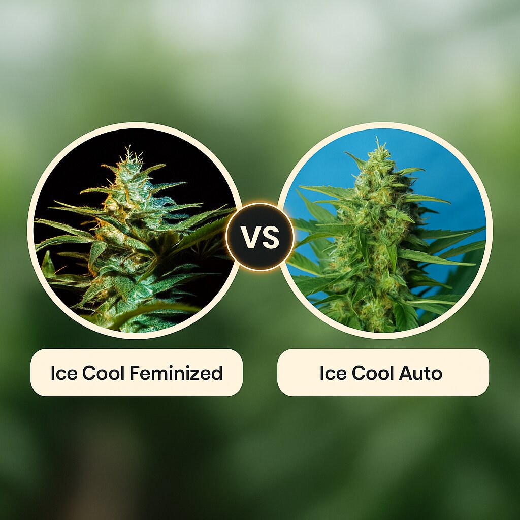 Ice Cool (Sweet Seeds) vs Ice Cool Auto (Sweet Seeds) porównanie nasion konopi