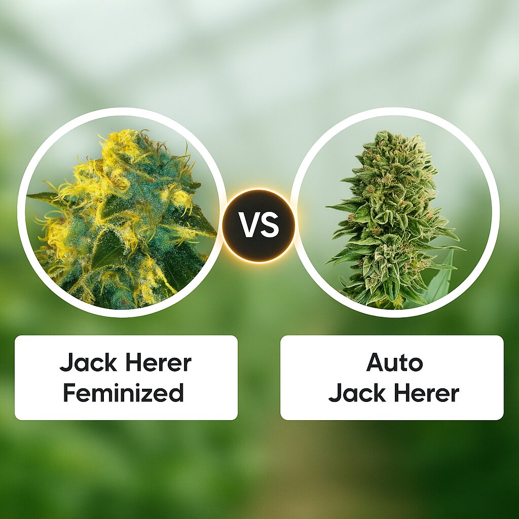 Jack Herer (Vision Seeds) vs Auto Jack Herer (Advanced Seeds) porównanie nasion konopi