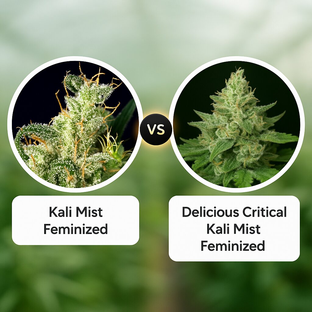 Kali Mist (Serious Seeds) vs Delicious Critical Kali Mist (Delicious Seeds) porównanie nasion konopi