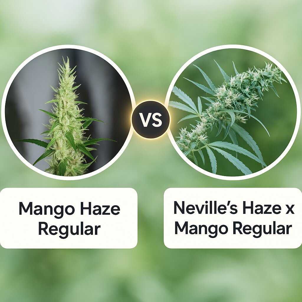 Mango Haze (Mr Nice Seedbank) vs Neville's Haze x Mango Regular  (Mr Nice Seedbank) porównanie nasion konopi