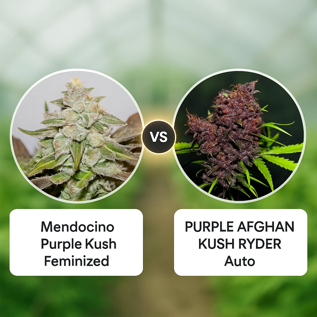 Mendocino Purple Kush (Medical Seeds) vs PURPLE AFGHAN KUSH RYDER (World of Seeds) porównanie nasion konopi