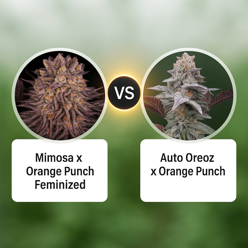 Mimosa x Orange Punch (Barneys Farm) vs Auto Oreoz x Orange Punch (Terp Treez Co) porównanie nasion konopi