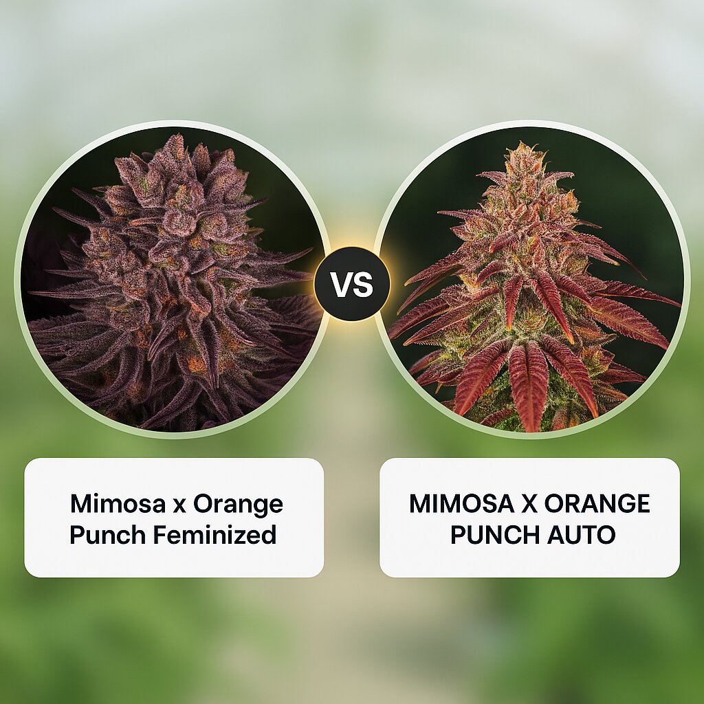 Mimosa x Orange Punch (Barneys Farm) vs MIMOSA X ORANGE PUNCH AUTO (Barneys Farm) Porównanie nasion konopi