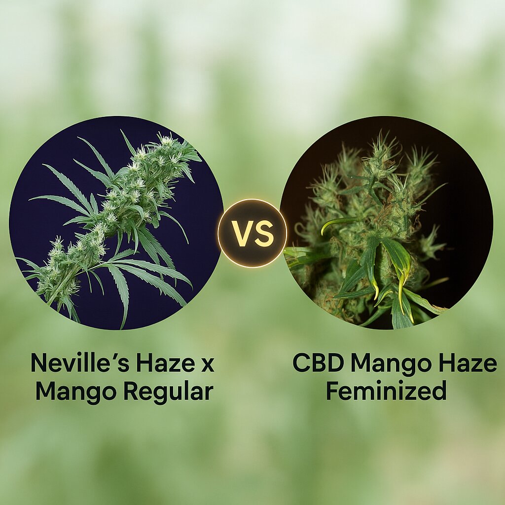 Neville's Haze x Mango Regular  (Mr Nice Seedbank) vs CBD Mango Haze (CBD Crew) porównanie nasion konopi