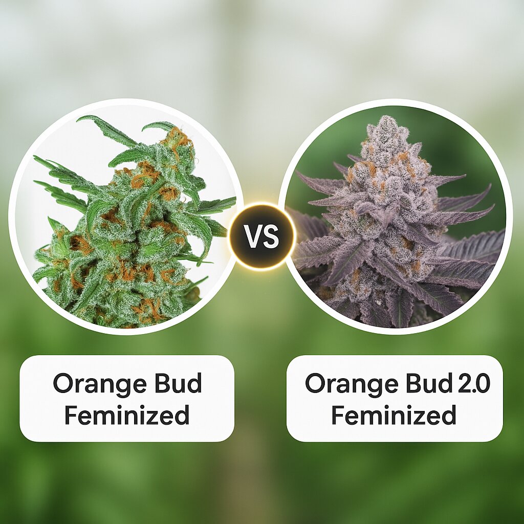 Orange Bud (Dutch Passion) vs Orange Bud 2.0 (Dutch Passion) porównanie nasion konopi