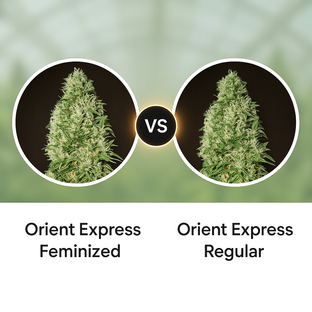 Orient Express (Ace Seeds) vs Orient Express (Ace Seeds) porównanie nasion konopi