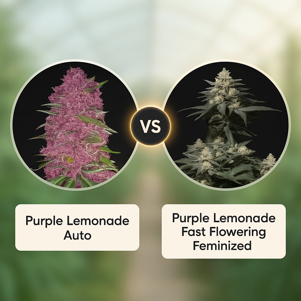 Purple Lemonade (FastBuds) vs Purple Lemonade Fast Flowering (FastBuds) Porównanie nasion konopi