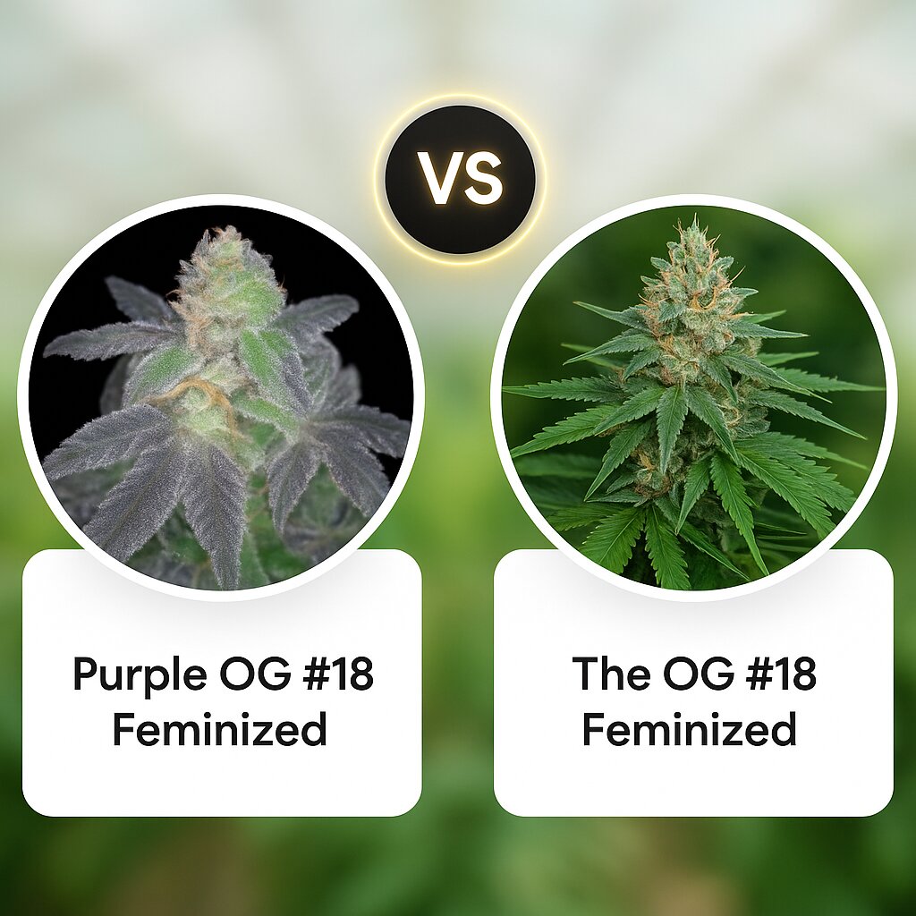 Purple OG #18 (Reserva Privada) vs The OG #18 (Reserva Privada) porównanie nasion konopi
