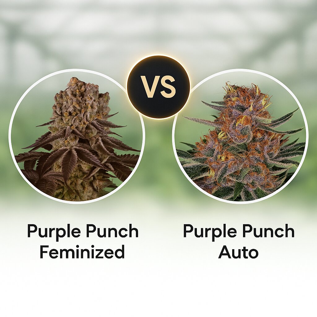 Purple Punch (Barneys Farm) vs Purple Punch Auto (Barneys Farm) porównanie nasion konopi